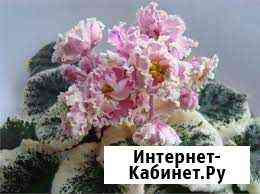 Махровые фиалки Дзержинск