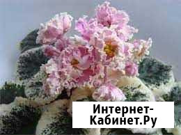 Махровые фиалки Дзержинск - изображение 1