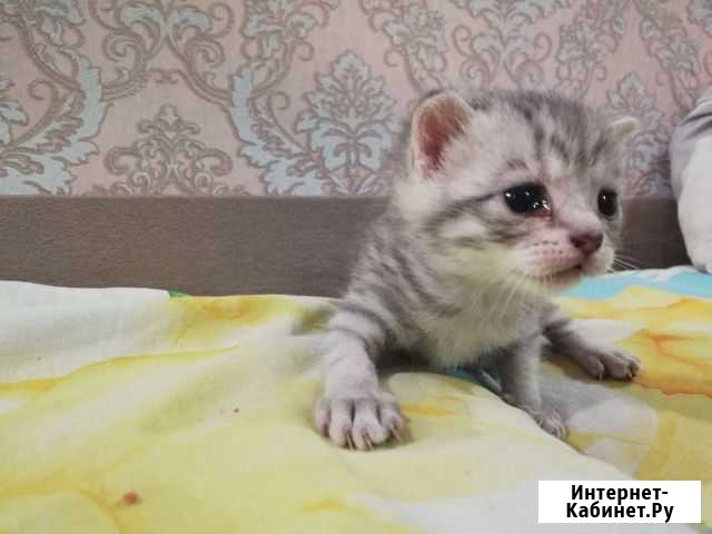Британский мраморный котёнок Волжский Волгоградской области - изображение 1