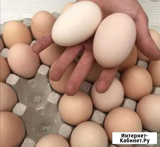 Яйца 2х желток Белореченск - изображение 1