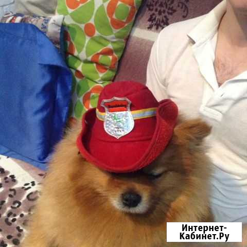 Шапка д/собак Сочи - изображение 1
