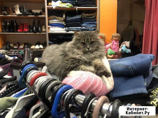 Котята в добрые руки Белгород - изображение 1