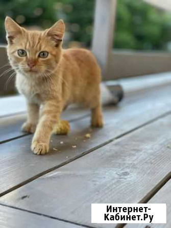 Котята Красногорск - изображение 1