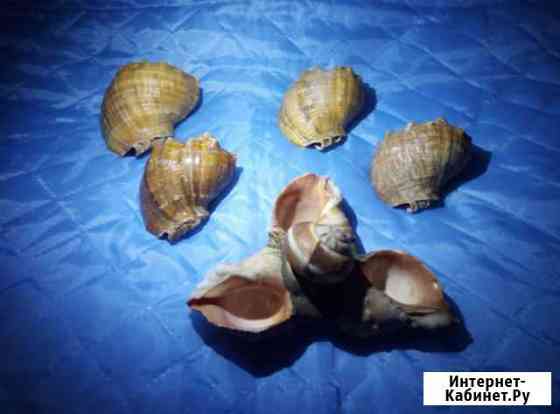 Морские ракушки Нижний Новгород