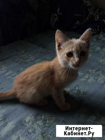 Котик Сызрань - изображение 1