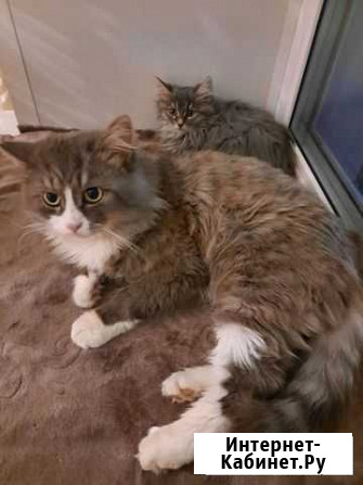 Котик в добрые руки Муром - изображение 1