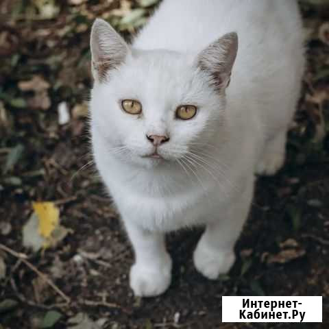 Стерилизованные кошки ищут дом Минеральные Воды - изображение 1