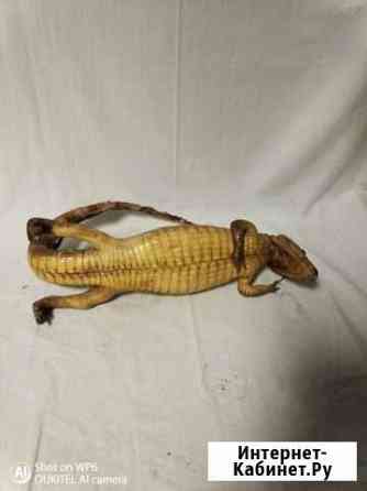 Чучело маленького крокодила СССР Обнинск