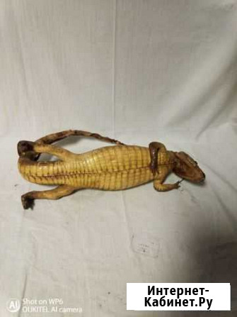 Чучело маленького крокодила СССР Обнинск - изображение 1