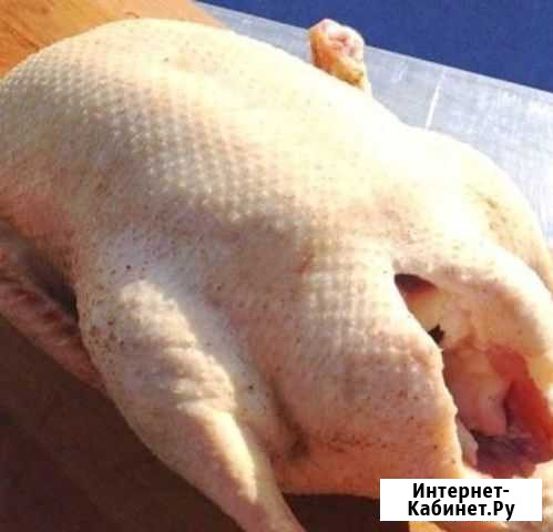 Свежайшее мясо домашних гусей к праздничному столу Краснодар - изображение 1