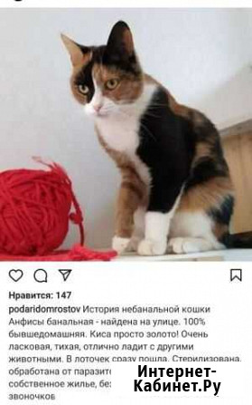 Кошка Ростов-на-Дону - изображение 1