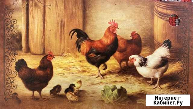Курочки Мытищи - изображение 1