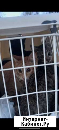 Котята в добрые руки Королев - изображение 1