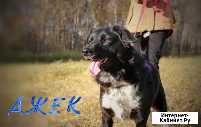 Невысокий молодой пес из приюта в квартиру Москва - изображение 1