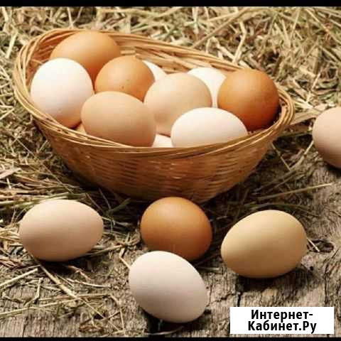 Яйцо Новозыбков - изображение 1