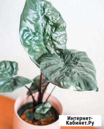 Alocasia Sarawakensis Симферополь - изображение 1