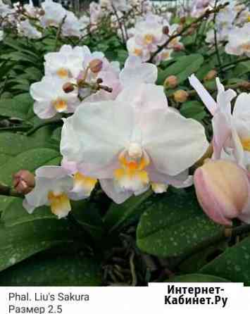 Орхидея Phal.Lius Sakura Ярославль