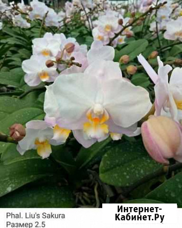 Орхидея Phal.Lius Sakura Ярославль - изображение 1