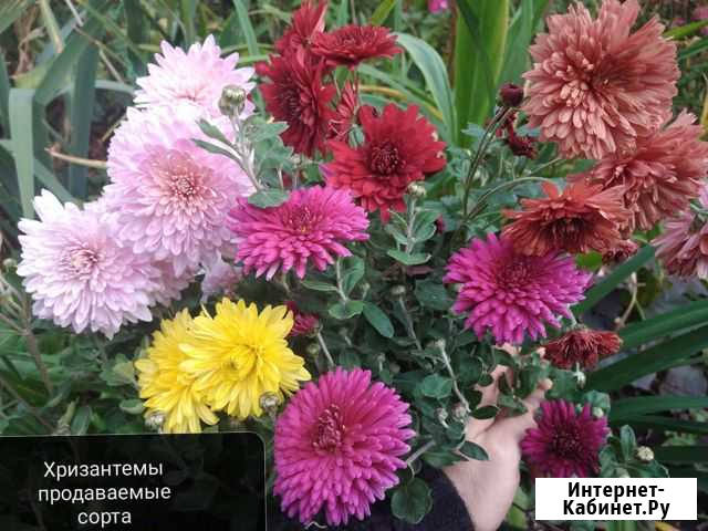 Многолетники для сада, плодовые кустарники Рязань - изображение 1
