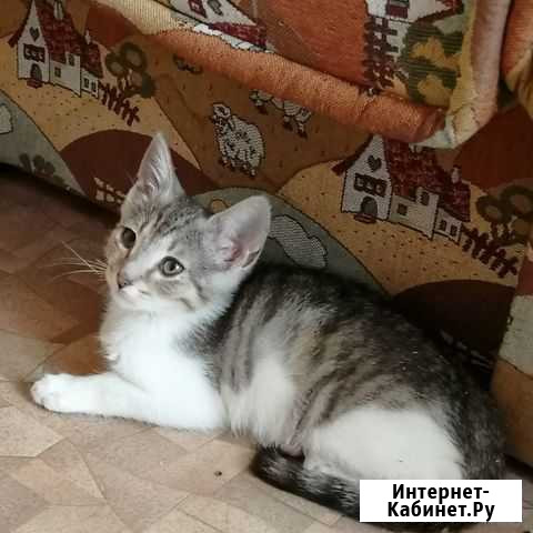 Котенок в добрые ручки Гатчина - изображение 1