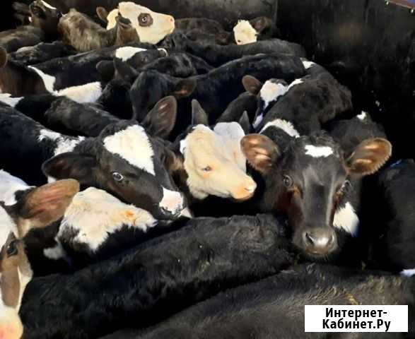 Бычки Пенза - изображение 1