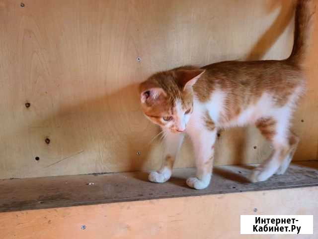 Котик 5 мес в добрые рвки Тамбов - изображение 1