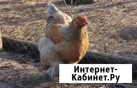 Цыплята Брама палево -голубая Бузулук - изображение 1