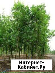 Ясень обыкновенный Кисловодск - изображение 1