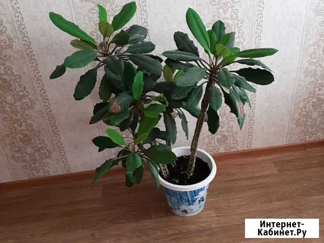 Молочай Иркутск - изображение 1