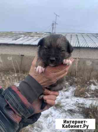 Щенок мальчик в добрые руки Ермекеево