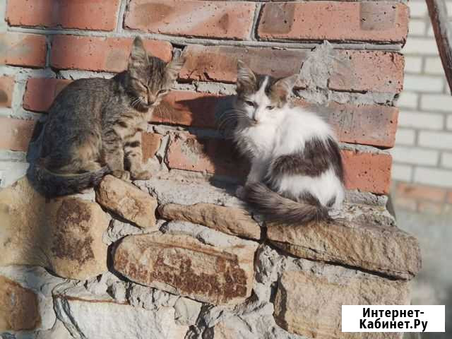 Кошки Романовская - изображение 1