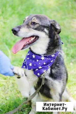 Собака Москва - изображение 1