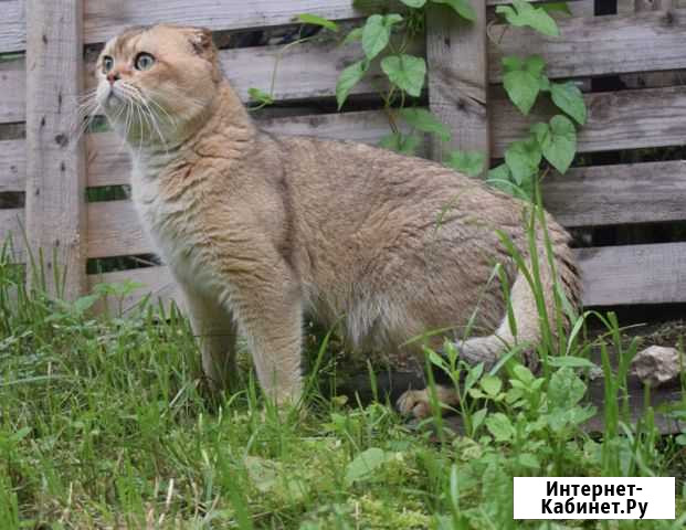 Золотой котик для ваших дам Дмитров - изображение 1