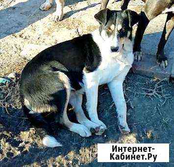 Собака стерилизованная Самара