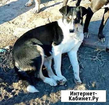 Собака стерилизованная Самара - изображение 1