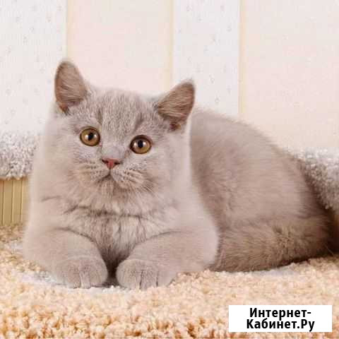 Британские котята с документами Красноярск - изображение 1