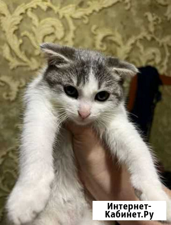 Котенок Грозный - изображение 1
