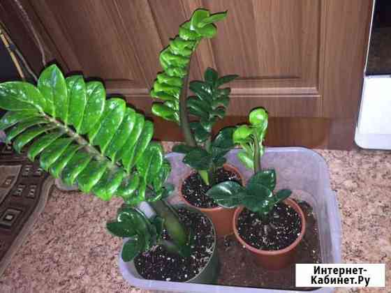 Замиокулькас зензи (карликовый сорт) Воронеж