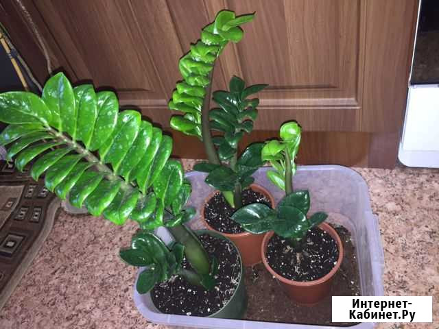 Замиокулькас зензи (карликовый сорт) Воронеж - изображение 1