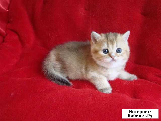 Кошка Шиншилла Золото Красноярск - изображение 1