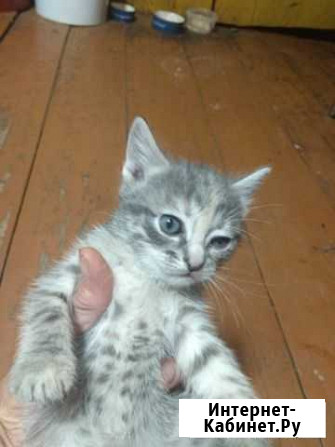 Котята Азнакаево - изображение 1