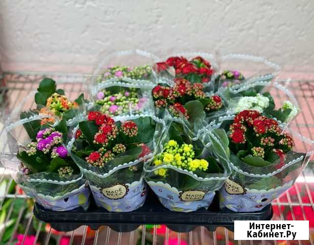 Каландива Симферополь - изображение 1