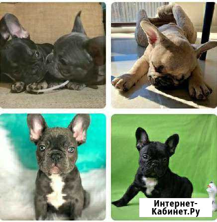 Французский бульдог Москва - изображение 1