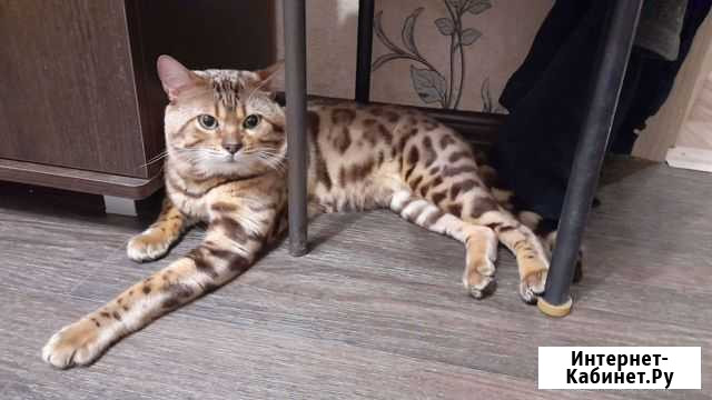 Бенгальский кот Нижний Новгород - изображение 1