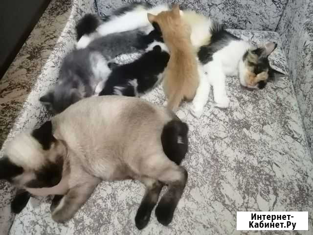 Котята Каменск-Шахтинский - изображение 1