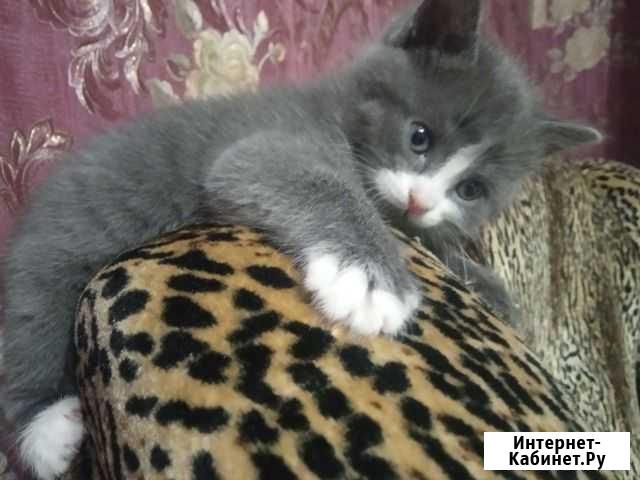 Котята в добрые руки Курск - изображение 1