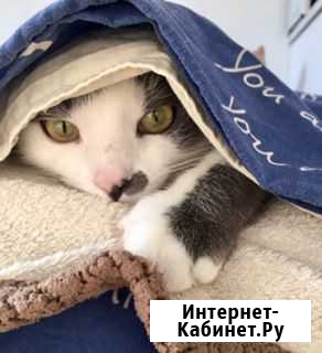Молодой интересный котик Лучшим другом в Ваш дом) Ростов-на-Дону - изображение 1