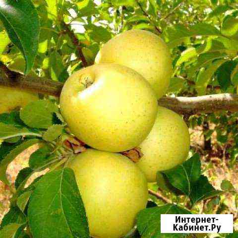 Яблоня Голден Делишес (саженцы) Ставрополь