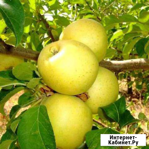 Яблоня Голден Делишес (саженцы) Ставрополь - изображение 1