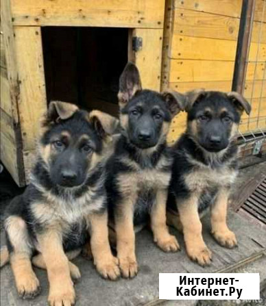 Чистокровные щенки Немецкой овчарки Ульяновск - изображение 1